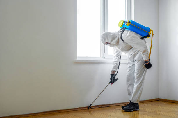 Best Local Pest Control Services  in Steep Falls, ME